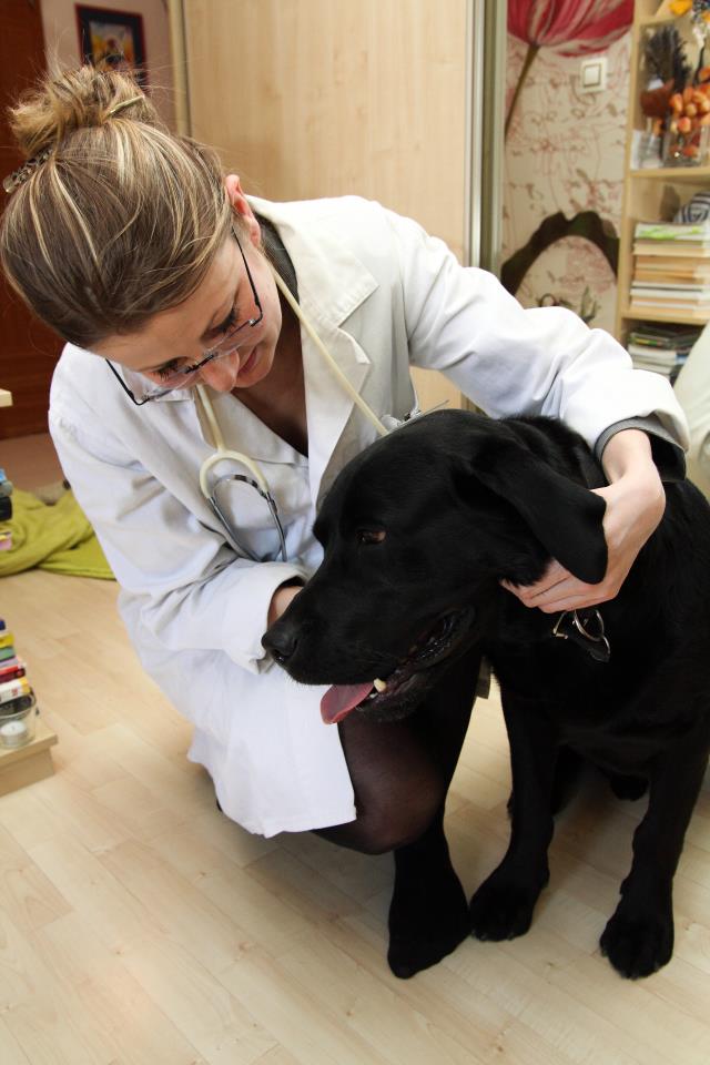 veterinářka vyšetřuje černého labradora