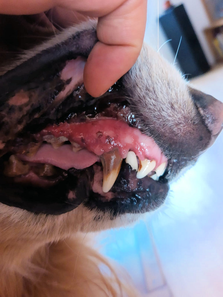 zuby u psů, zuby u psa, zuby u koček, zub y a dásně u psa 