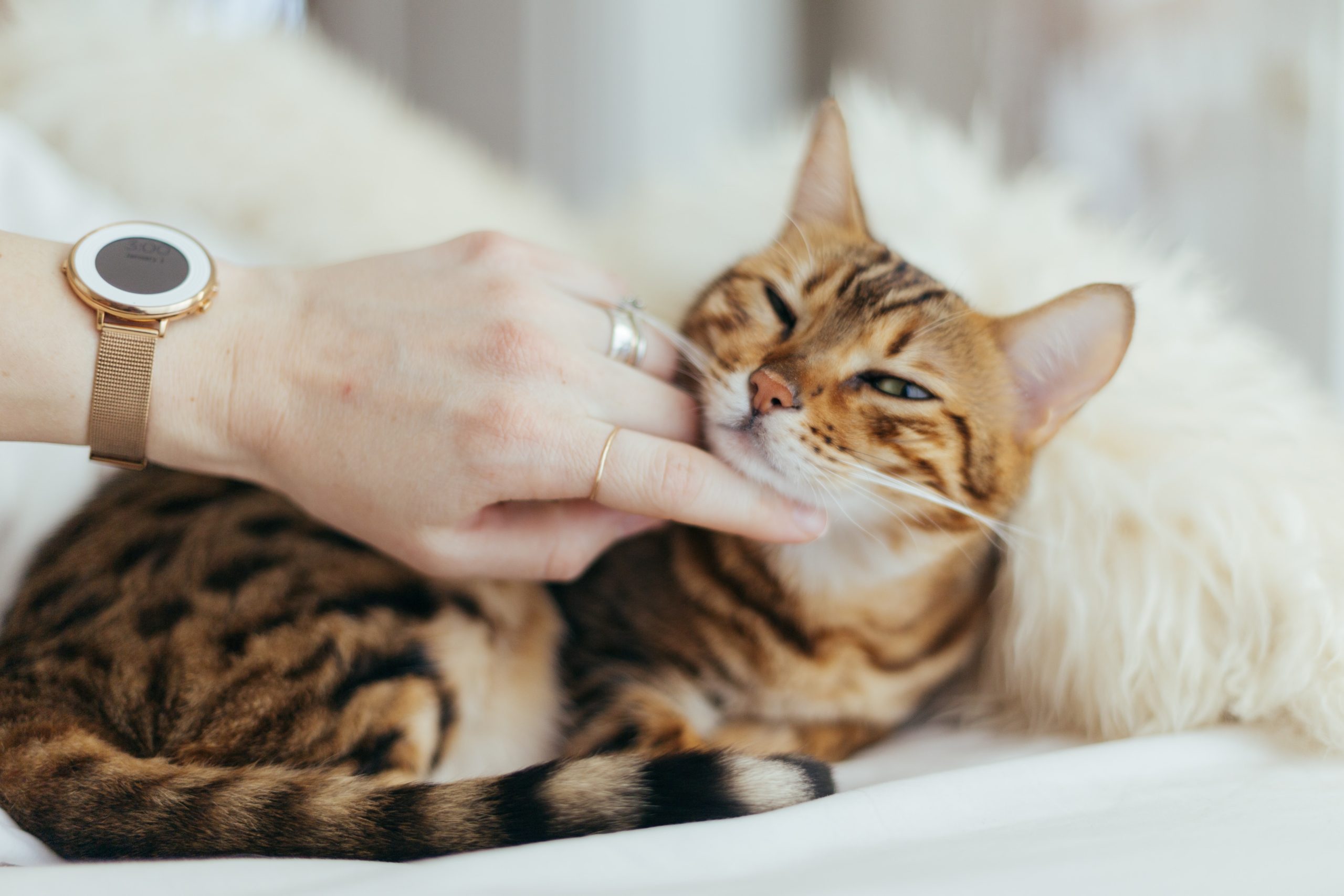 Animal dentistry: Caring for the oral health of your pets