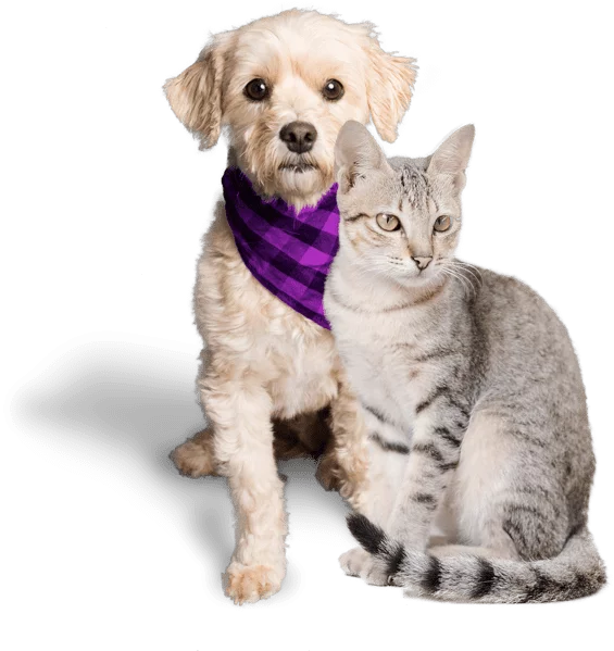 Premiumvet - pes a kočka