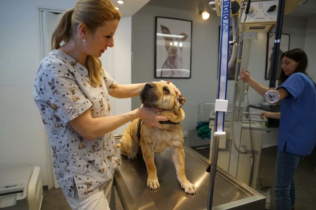 Veterinární lékárna a špičkové vybavení